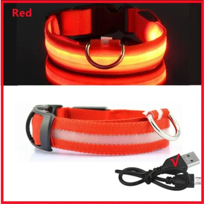 Collier lumineux chien poil long