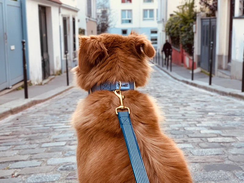 Laisse pour chien rayé bleu et blanc