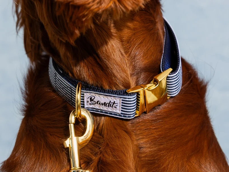 Collier pour chien motif marin