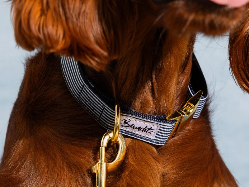 Collier pour chien motif marin