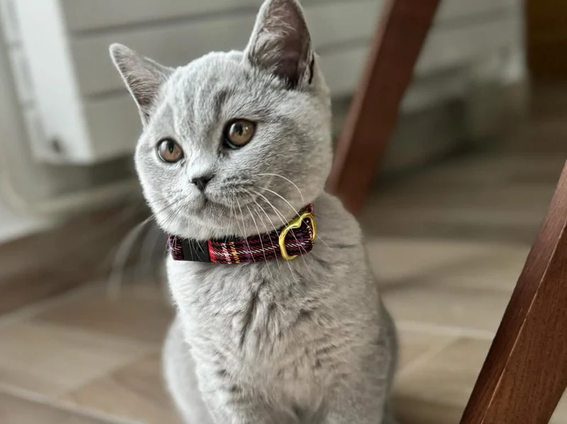 Collier pour chat tartan
