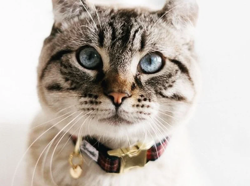 Collier pour chat tartan