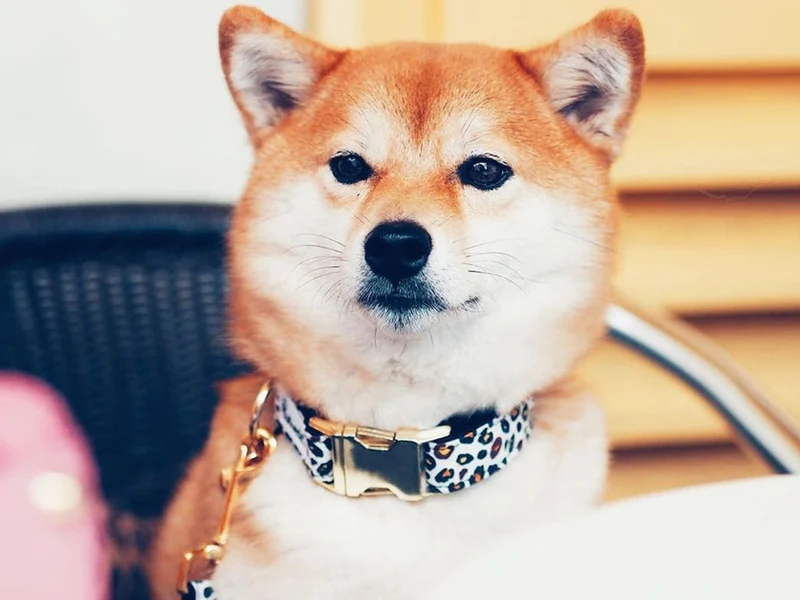 Collier pour chien léopard