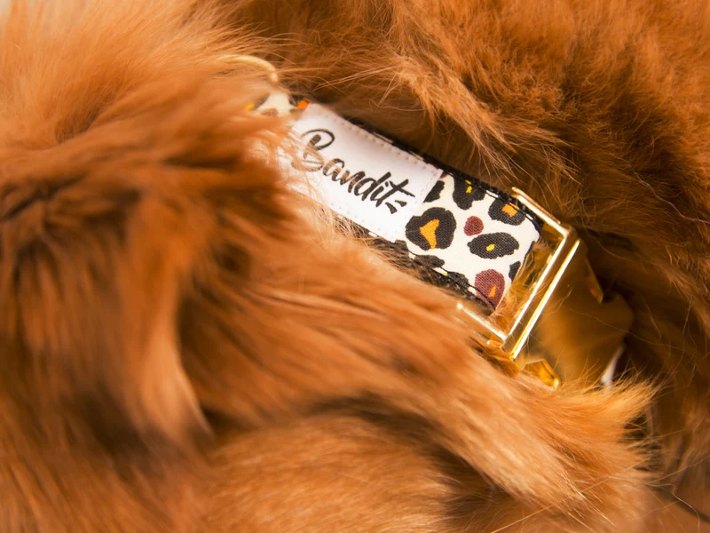 Collier pour chien léopard