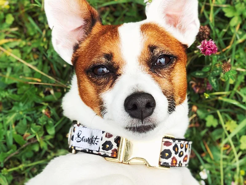 Collier pour chien léopard