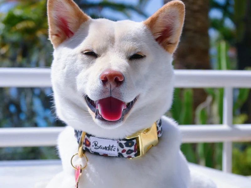 Collier pour chien léopard