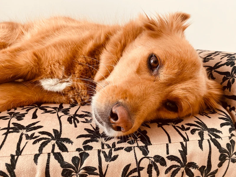 Panier chien motif Palm'Beach