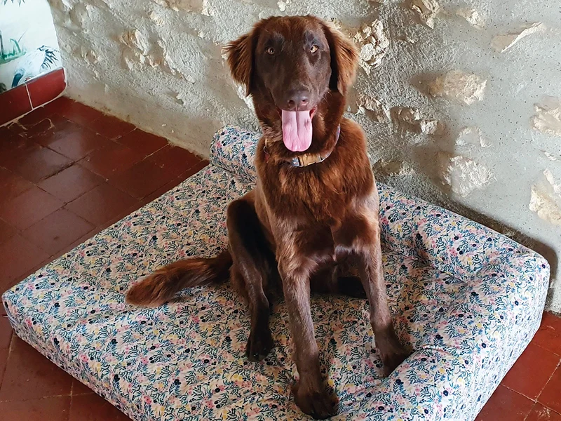 Le panier chien Liberty