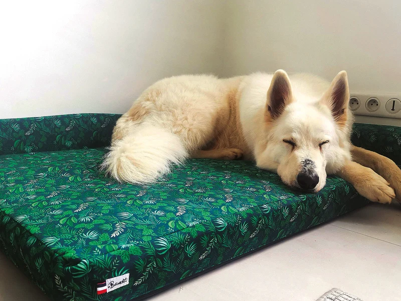 Le panier chien jungle