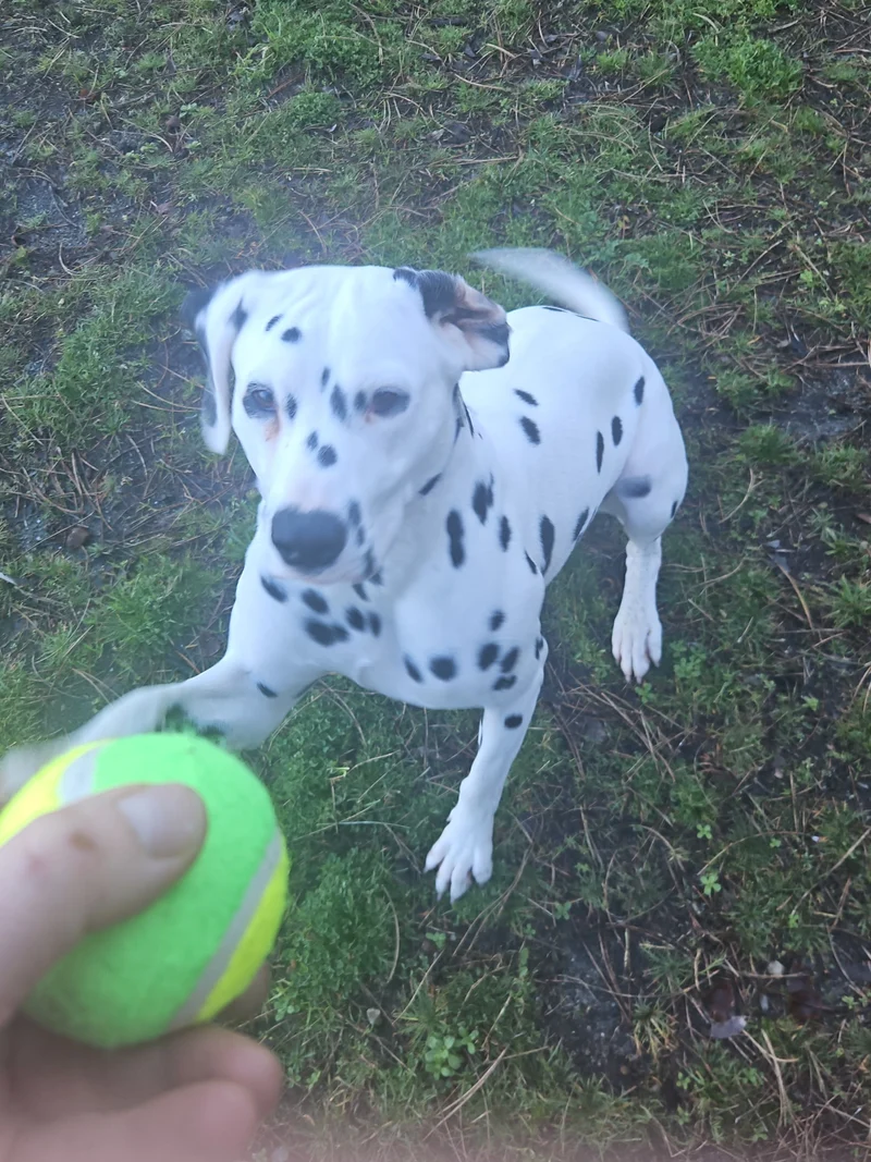 Balle tennis pour chien - Compatible porte-balle Pattababoune