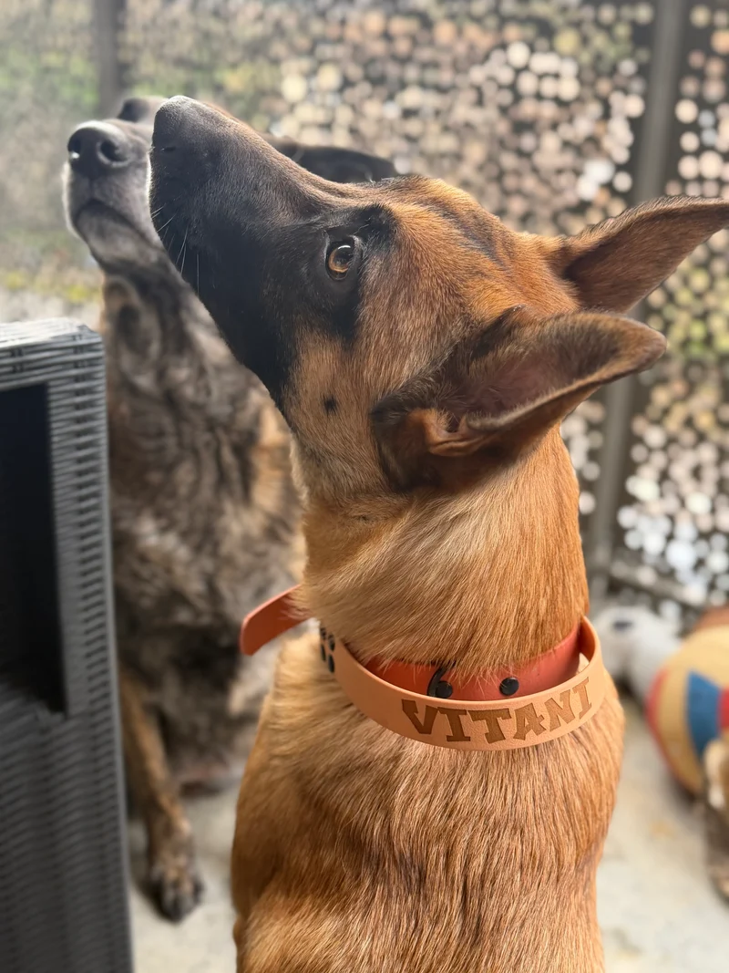 Collier poignée personnalisé pour chien TPU - 25 & 16 mm - Fait main en France