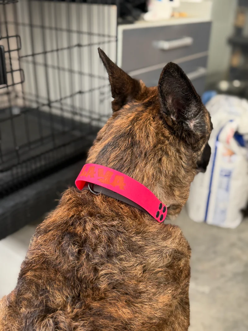 Collier poignée personnalisé pour chien TPU - 25 & 16 mm - Fait main en France