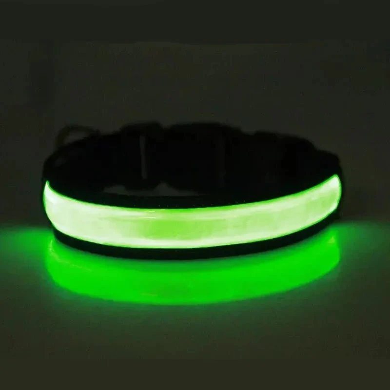 Collier lumineux pour petit chien