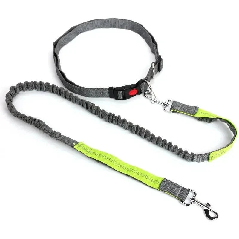 Laisse chien pour jogging