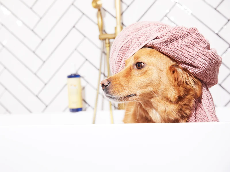 La brosse pour chien et chat