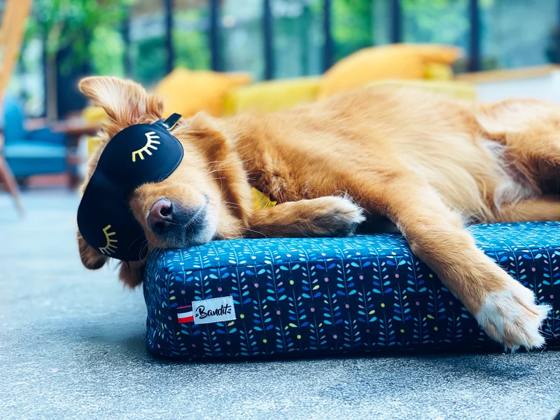 Panier pour chien