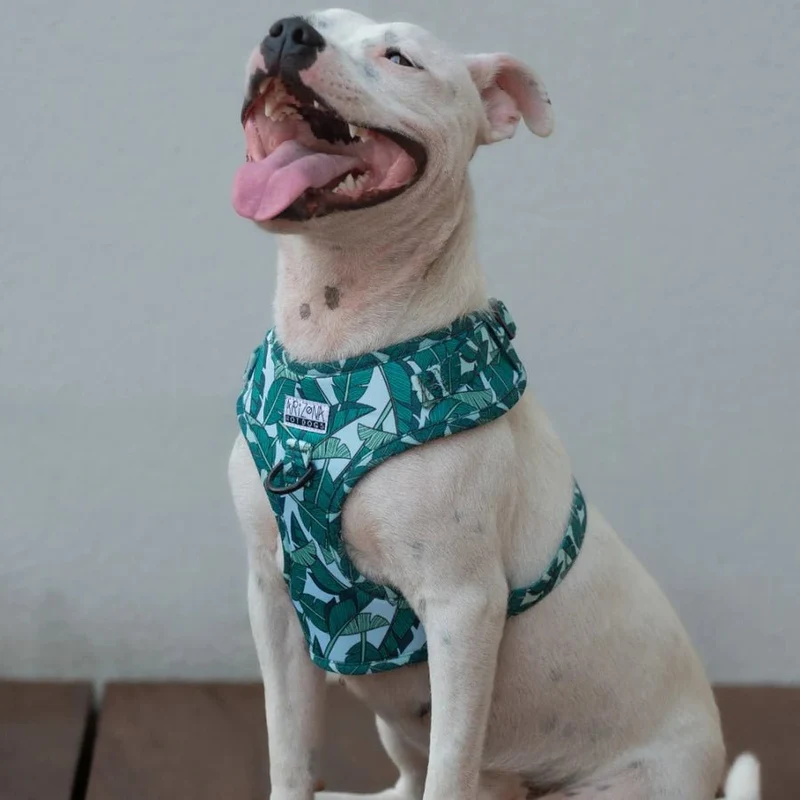 Harnais chien en H réglable Amazonia turquoise – esprit jungle