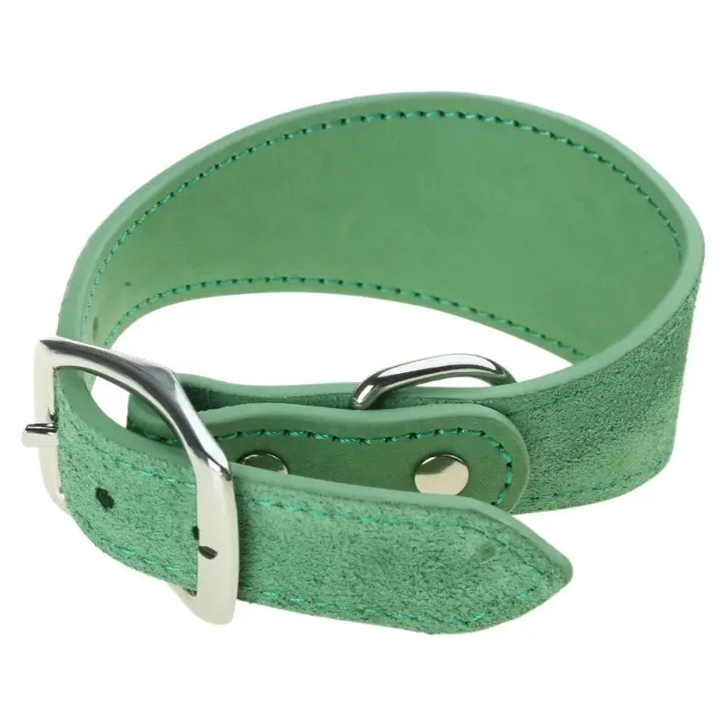Collier chiot whippet