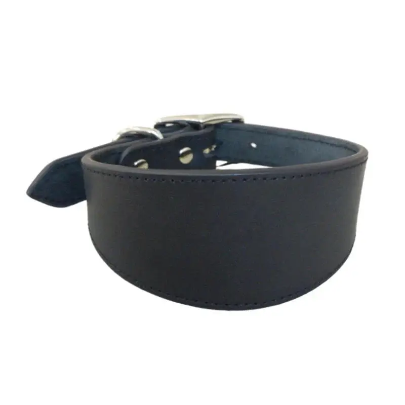 Collier chiot whippet