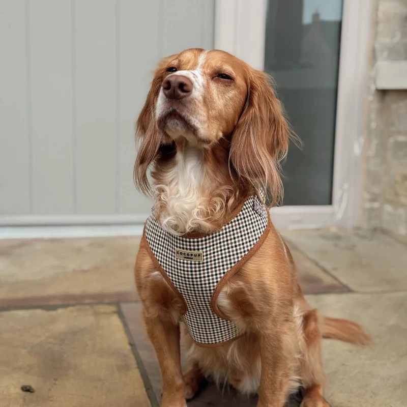 Harnais pour chien H réglable Heritage Check chic