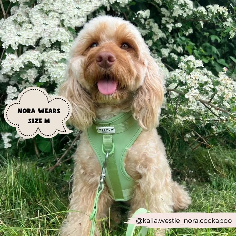 Harnais pour chien H réglable vert pastel matcha chic
