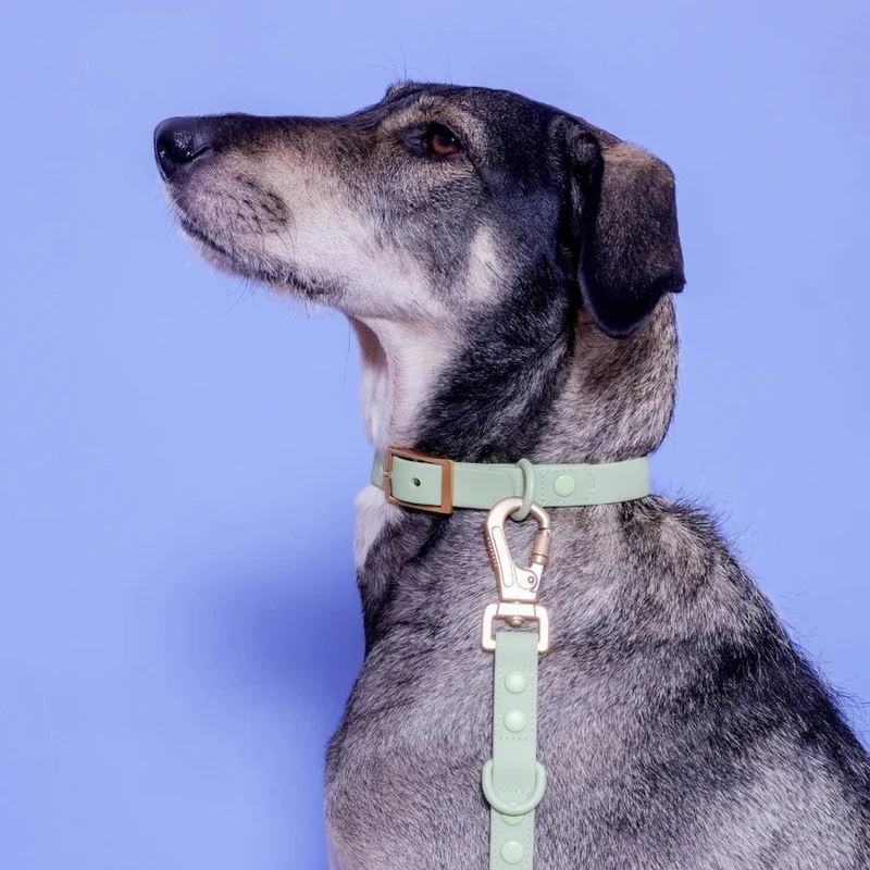 Collier pour chien imperméable PVC Vert Pastel – Gemini