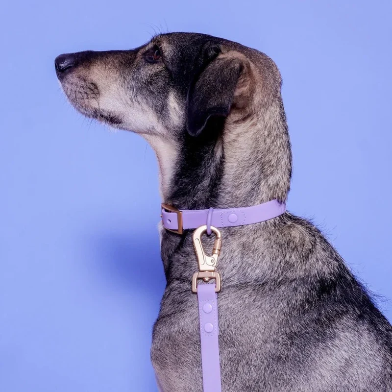 Collier pour chien imperméable PVC Lila – Sagitarius