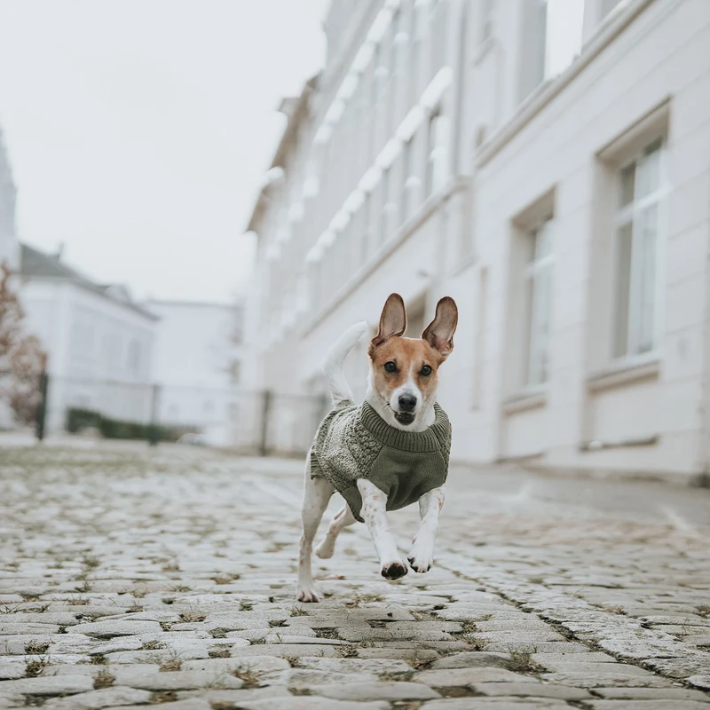 Hundepullover Malmö