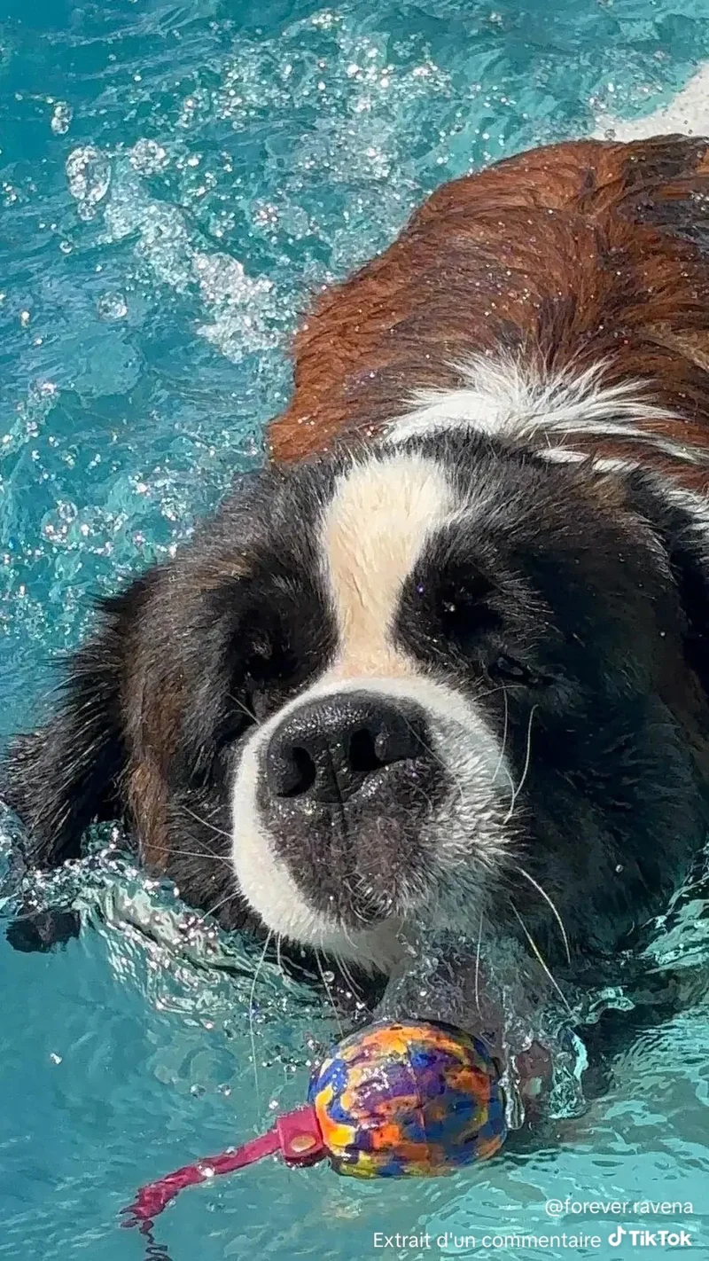 Balle flottante pour chien Hexa - Lancer & jeux aquatiques - Pattababoune