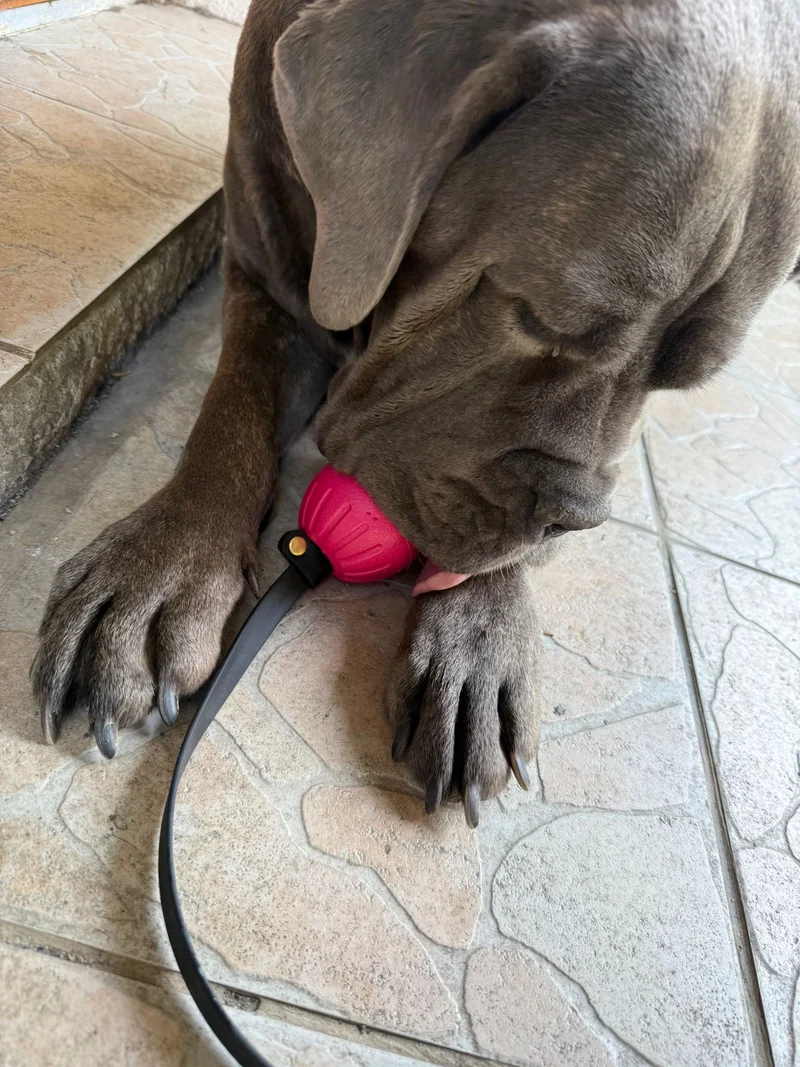 Balle flottante pour chien Hexa - Lancer & jeux aquatiques - Pattababoune