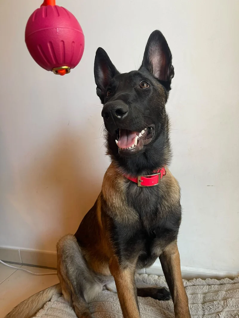Balle flottante pour chien Hexa - Lancer & jeux aquatiques - Pattababoune