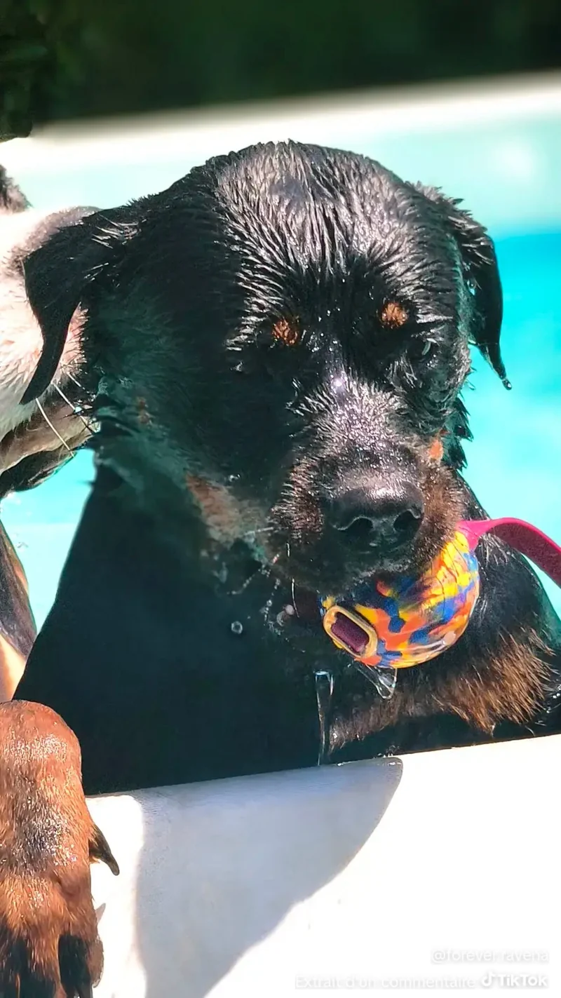 Balle flottante pour chien Hexa - Lancer & jeux aquatiques - Pattababoune