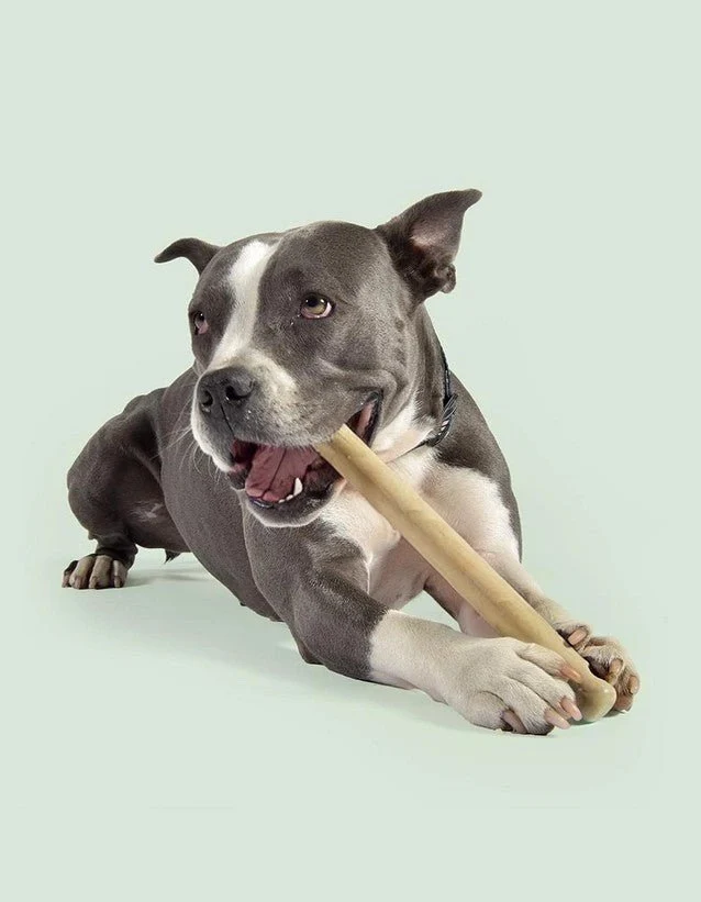 Jouet de rapport aromatisé pour chien Mr. Branch