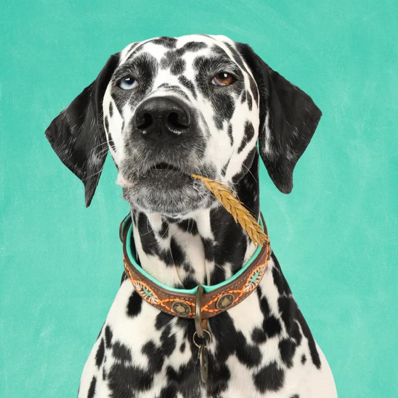Collier pour chien en cuir Urban Joplin DWAM 🤎