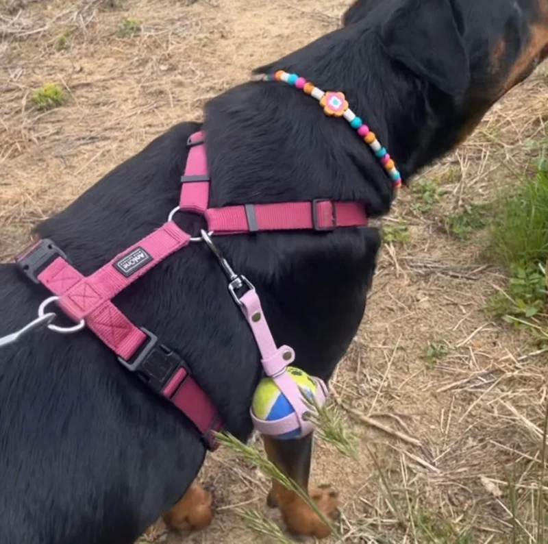Porte-balle personnalisé pour chien en hexa 16 mm