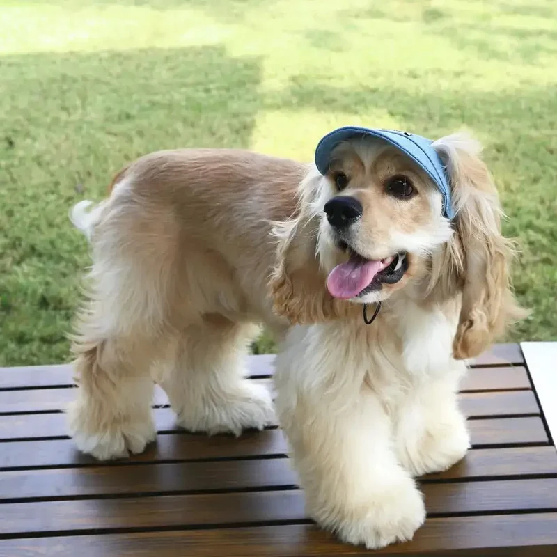 Casquette avec sangle pour chien