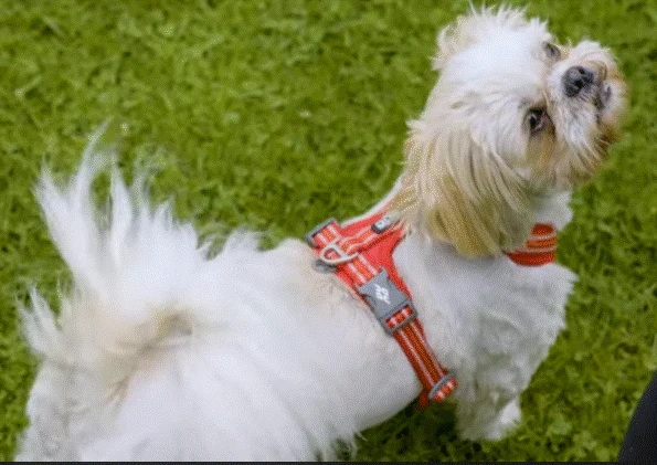 Harnais rouge Comfort Walk Air™ – DOG Copenhagen