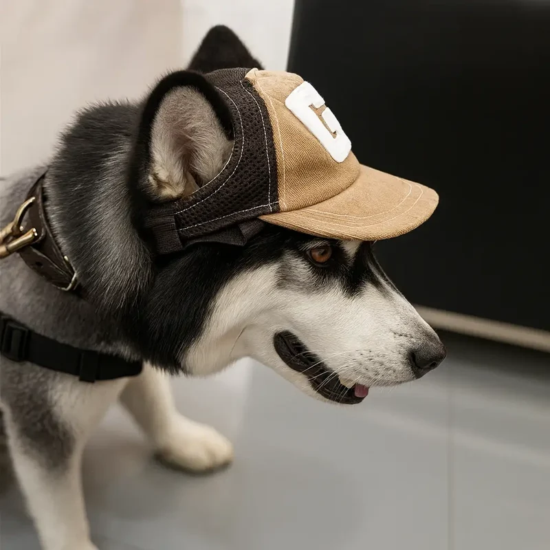 Casquette style baseball pour chien
