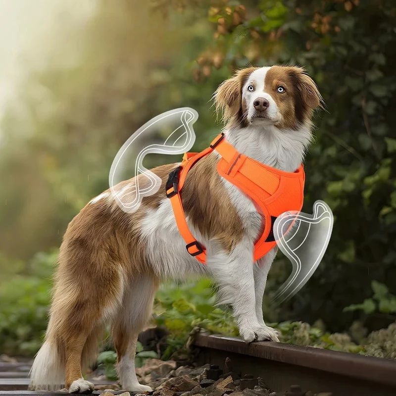 Harnais de voiture pour petit chien