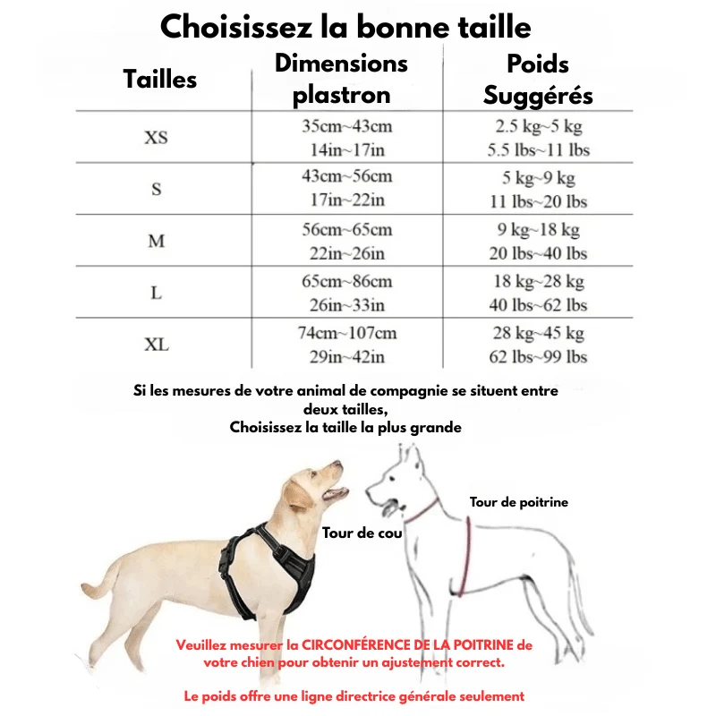 Harnais chiot beagle