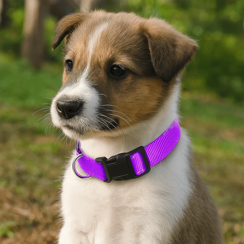 Collier chiot femelle