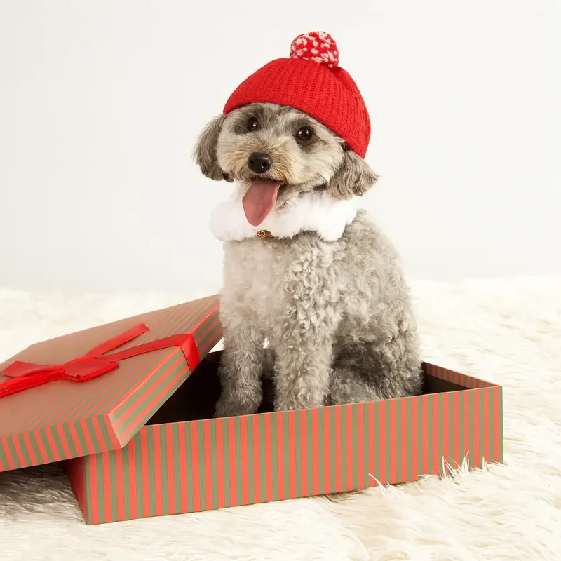 Bonnet avec sangle pour chien