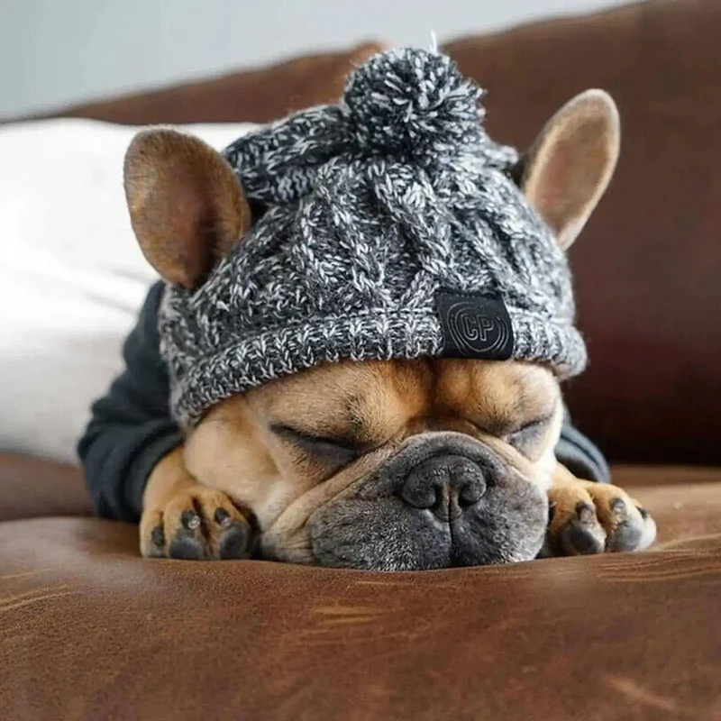 Bonnet coupe-vent pour chien