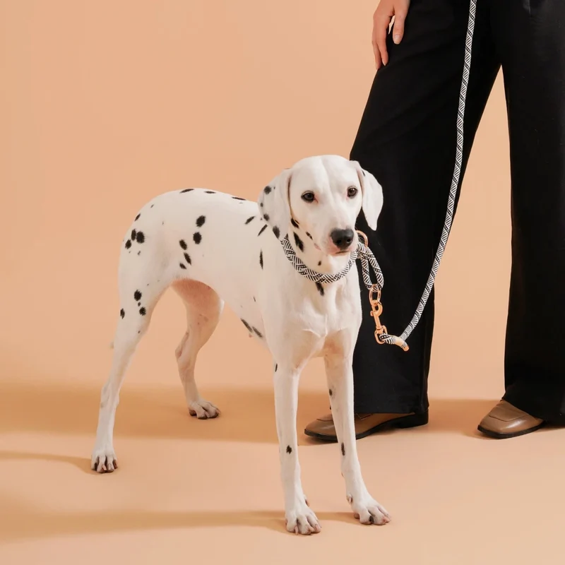Collier chiot bouldog français