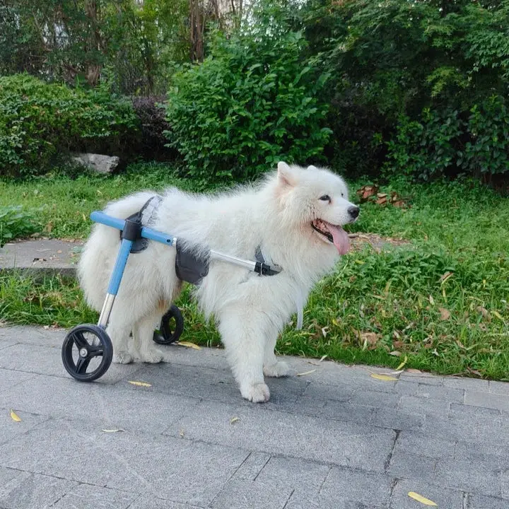 Chariot de marche pour chien
