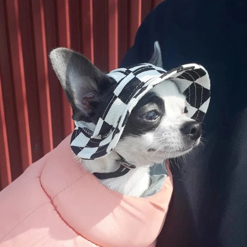 Bob pour chiens