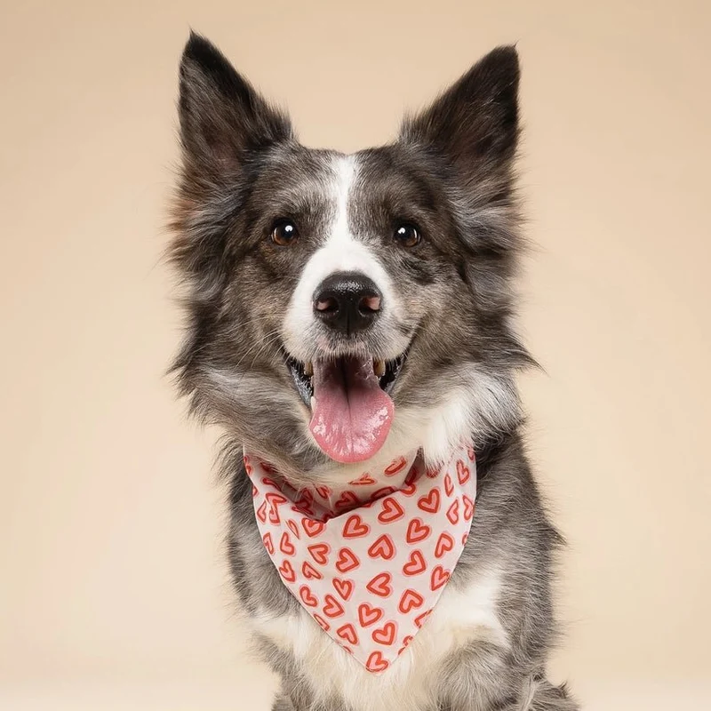 Bandana Pour Chien Amoureux – Cœurs Rouges En Coton