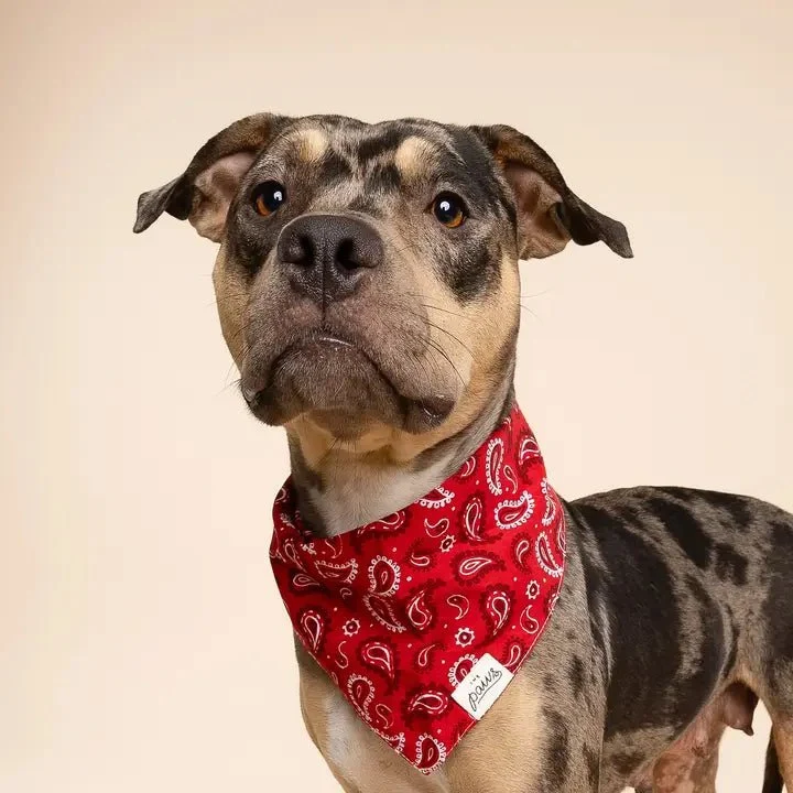 Bandana Pour Chien Dallas – Motif Paisley Rouge Classique