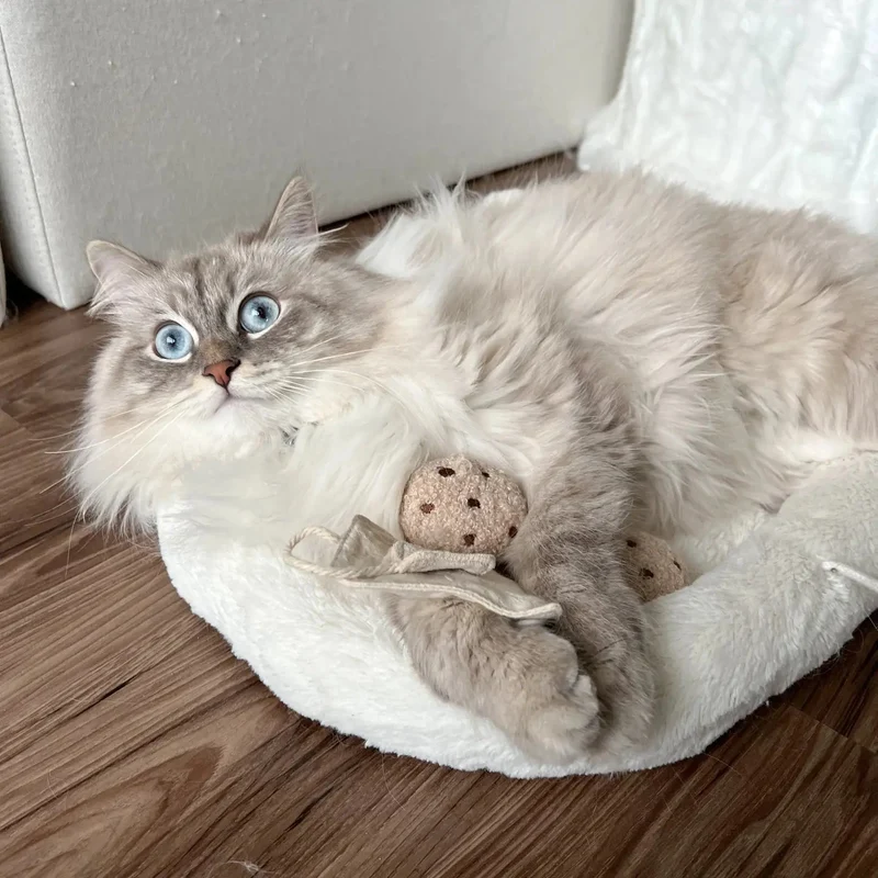 TEATIME 🐱⏰ – L’heure du thé ludique pour chats
