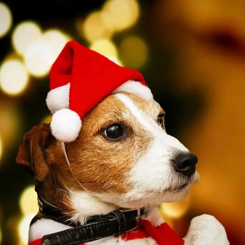 Bonnet de noël pour chien